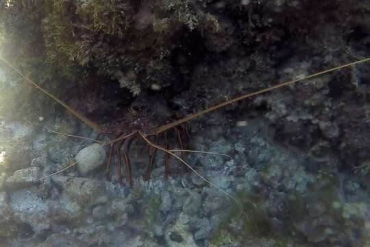 Image of Australian Spiny Lobster