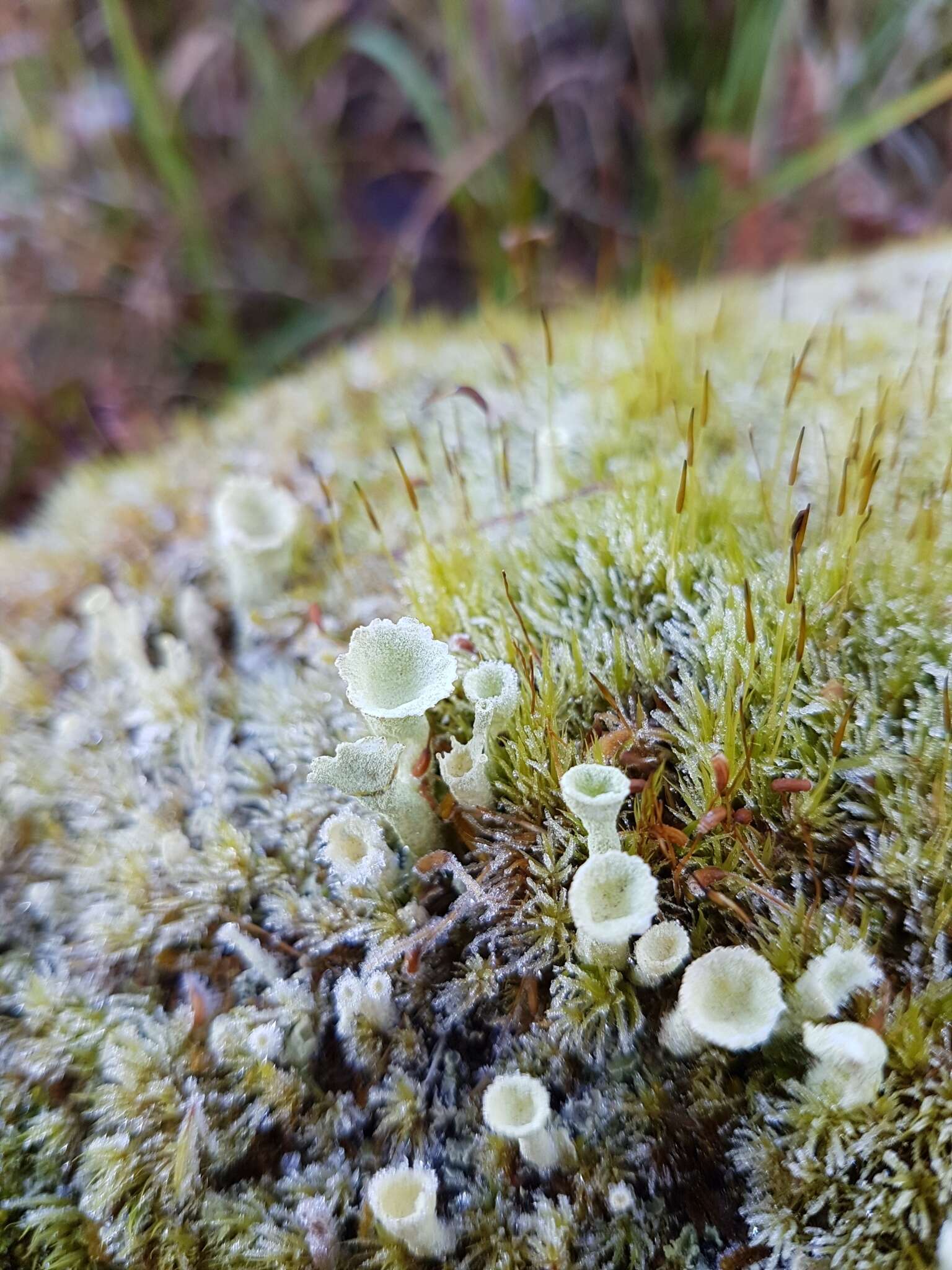 Plancia ëd Cladonia carneola (Fr.) Fr.