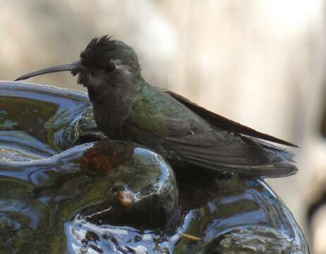 Phaeoptila Gould 1861 resmi