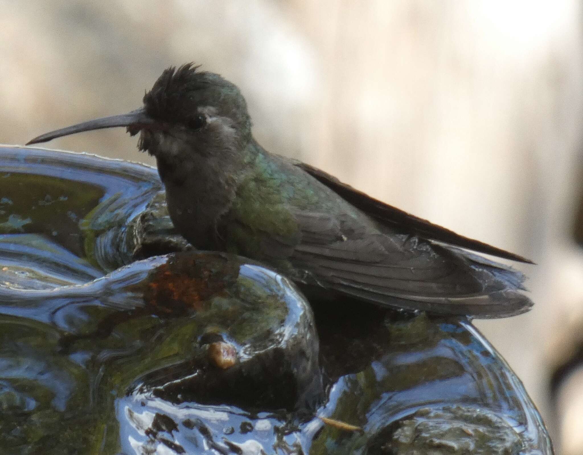 Image of Phaeoptila Gould 1861