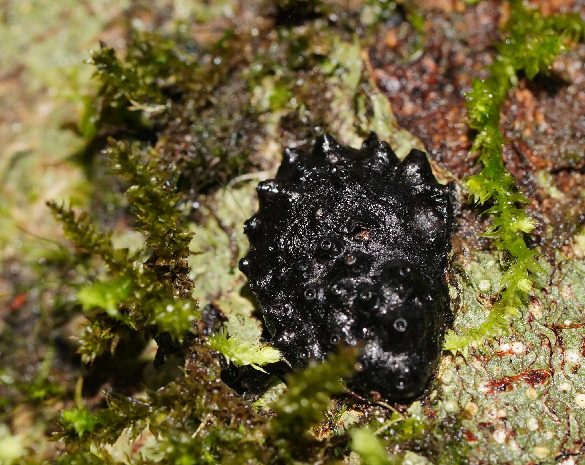 Annulohypoxylon hians (Berk. & Cooke) Y. M. Ju, J. D. Rogers & H. M. Hsieh 2005 resmi