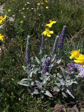 Image of spiked speedwell