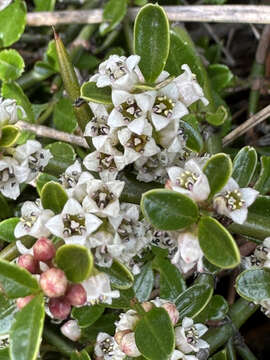 Image of Discaria chacaye (G. Don) R. D. Tortosa