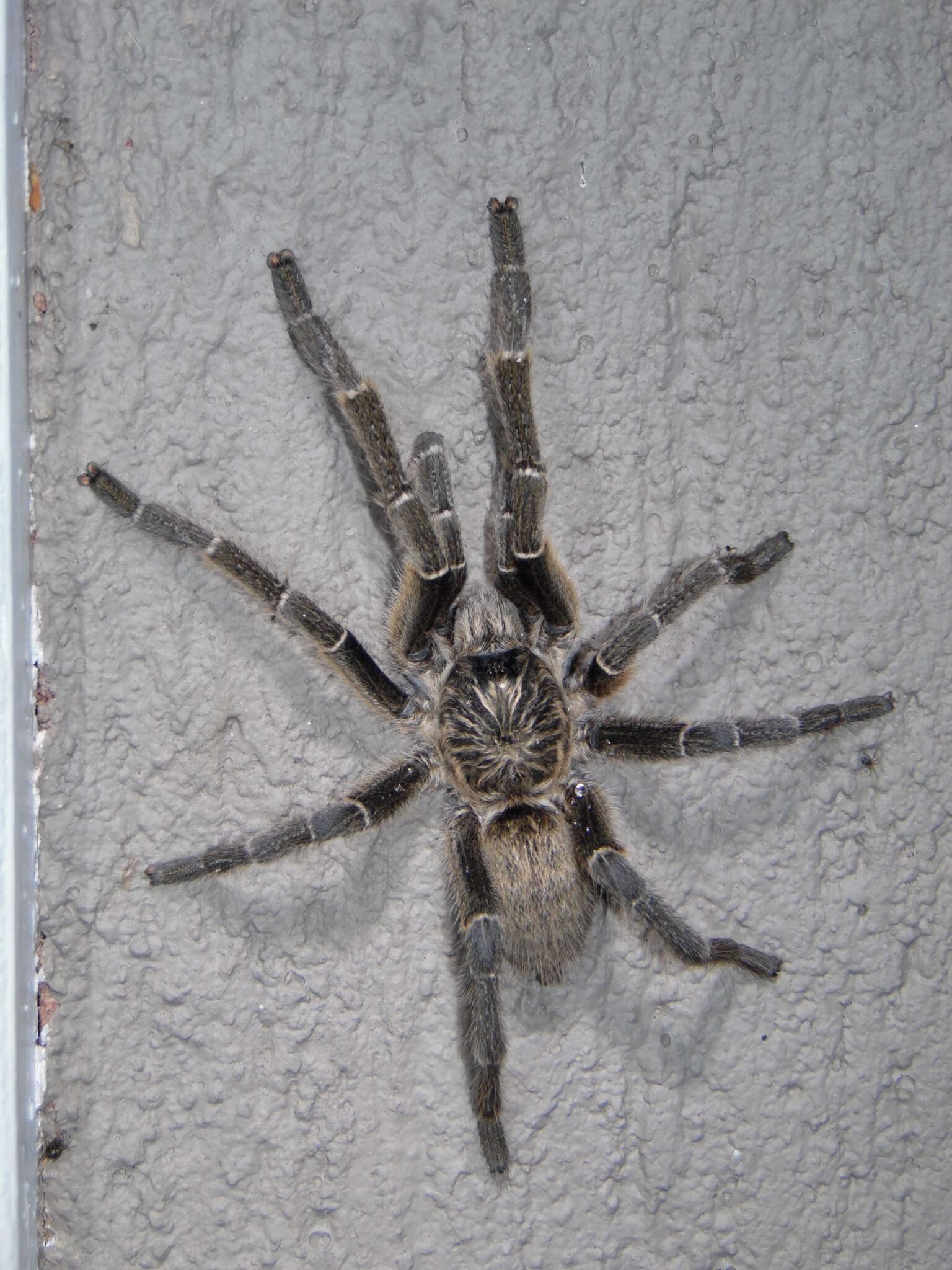 Image of Straight Horned Baboon Tarantula