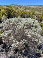 Image of Hubertia tomentosa Bory