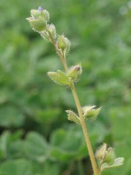 Image of Veronica triloba (Opiz) Kern.