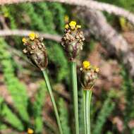 Image of bog yelloweyed grass