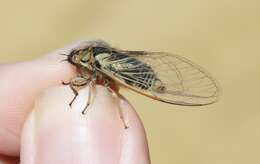 Image of tussock cicada