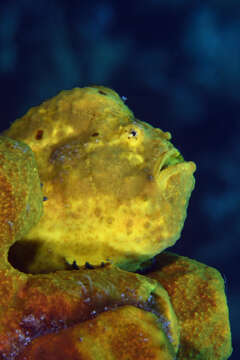 Image of Flagpole Frogfish