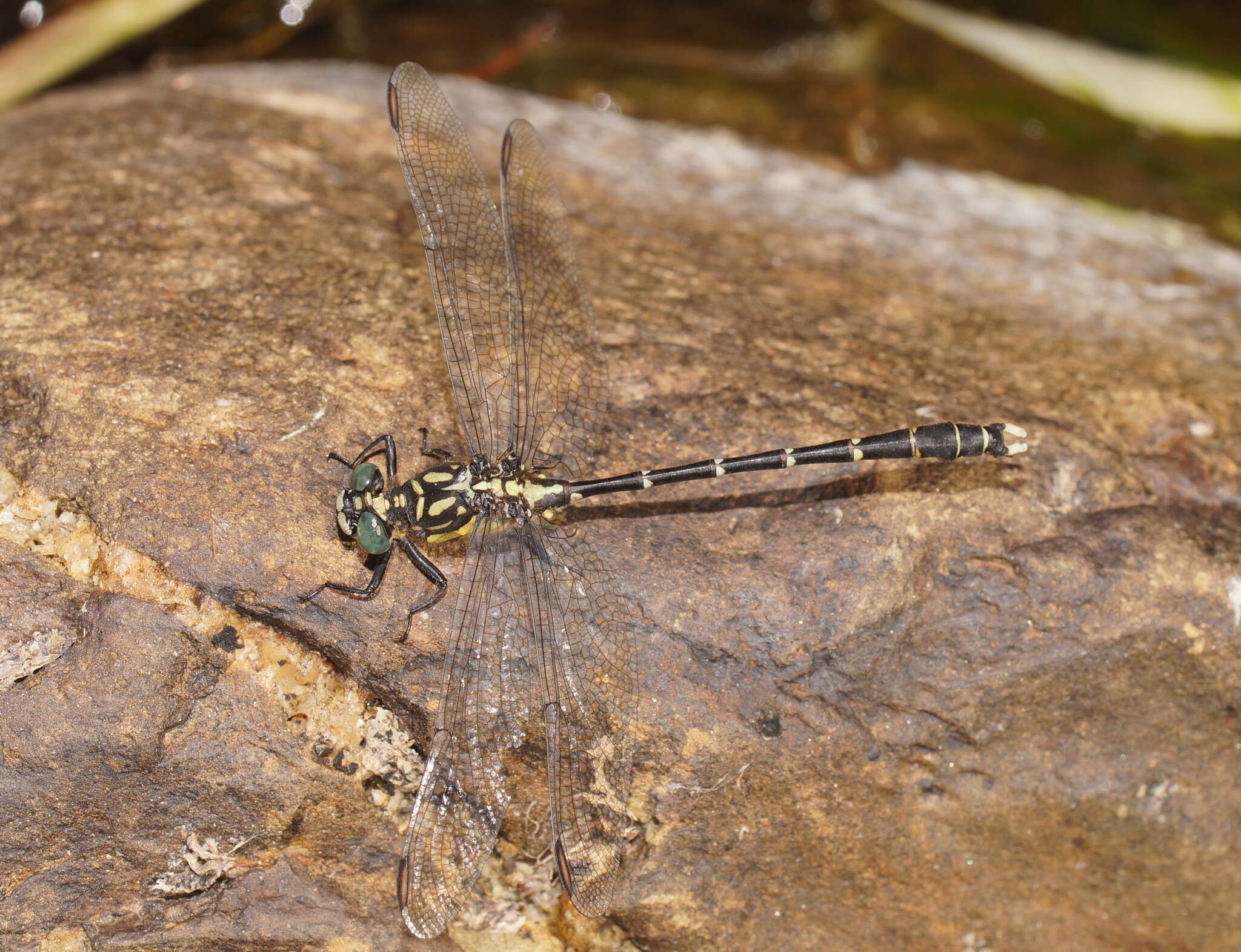 Image of Hemigomphus gouldii (Selys 1854)