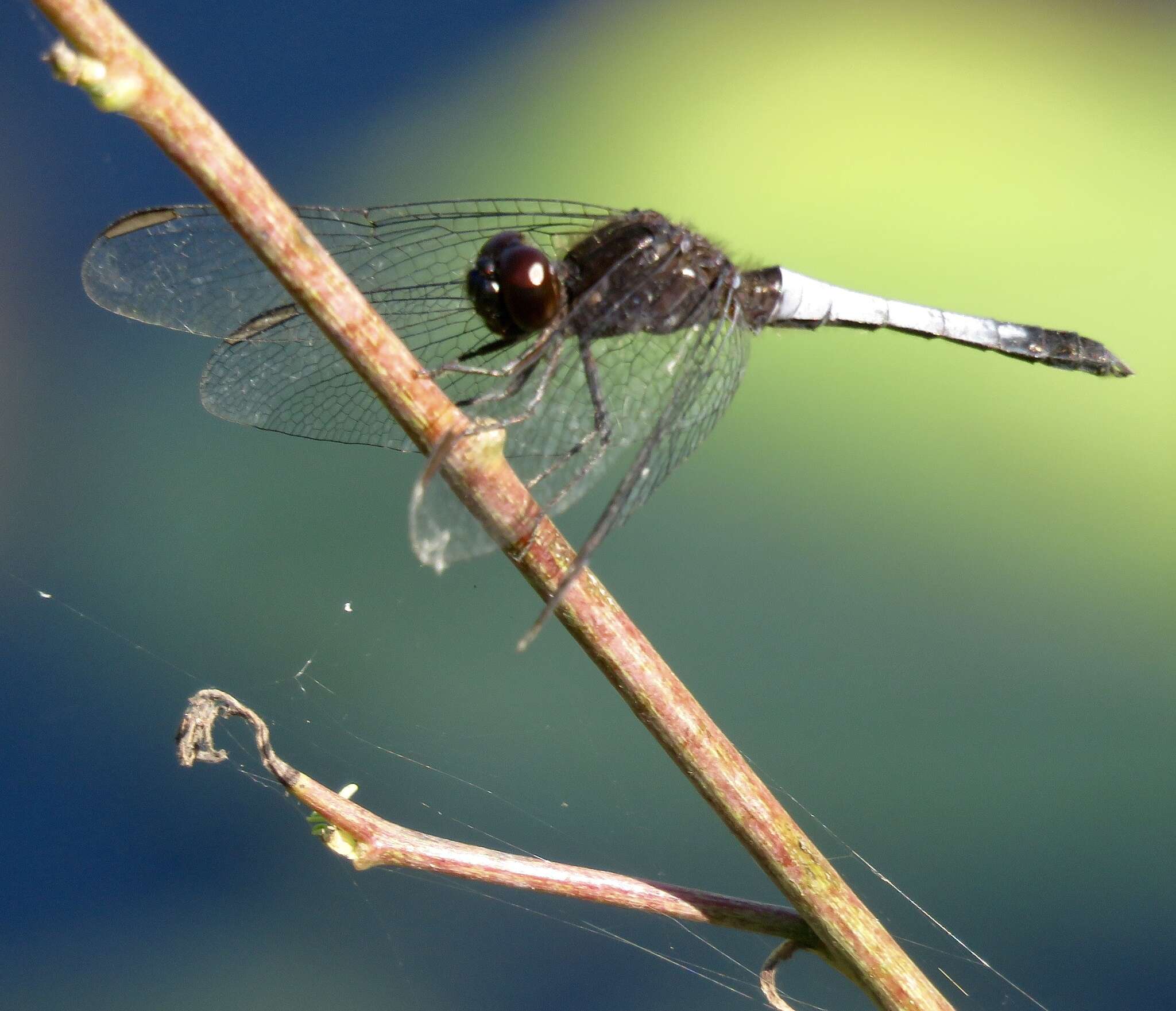 Sivun Erythrodiplax basifusca (Calvert 1895) kuva