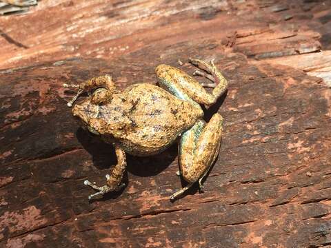 صورة Eleutherodactylus toa Estrada & Hedges 1991