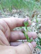 Image of Ontario blazing star