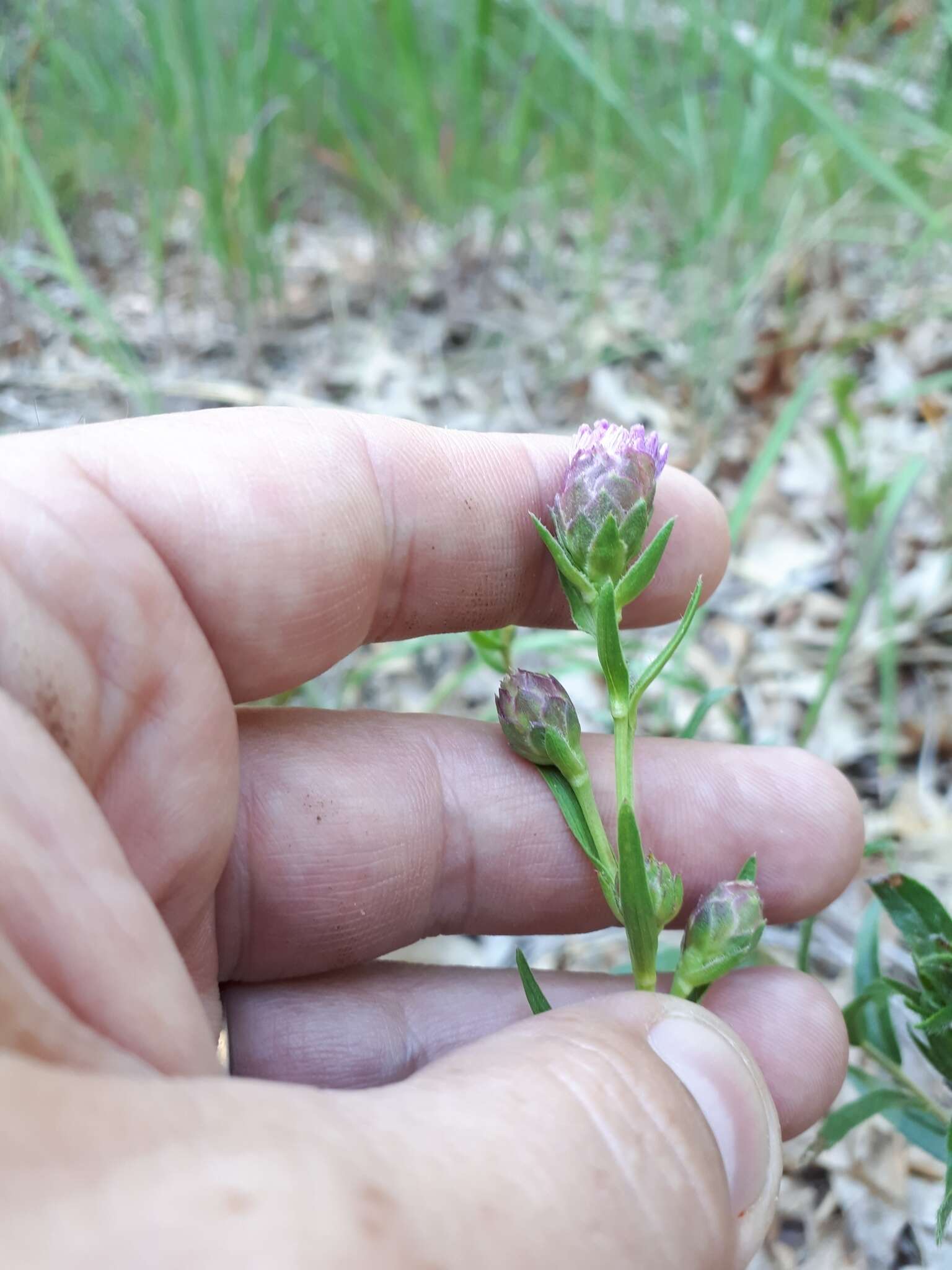 Слика од Liatris cylindracea Michx.