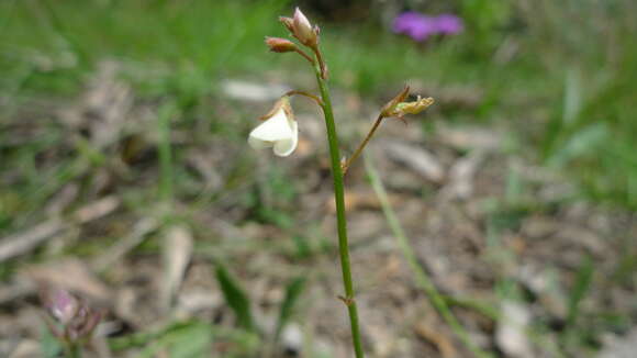 Image of Desmodium varians (Labill.) G. Don