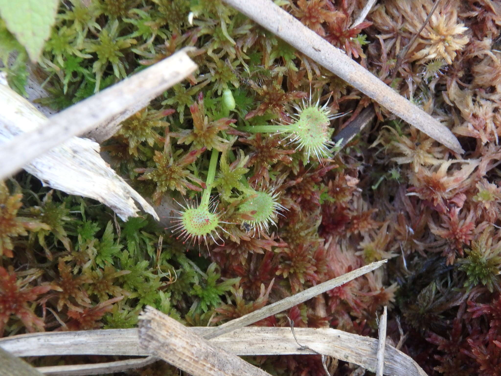 Image of Common Sundew