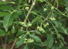 Image of Common spindle tree