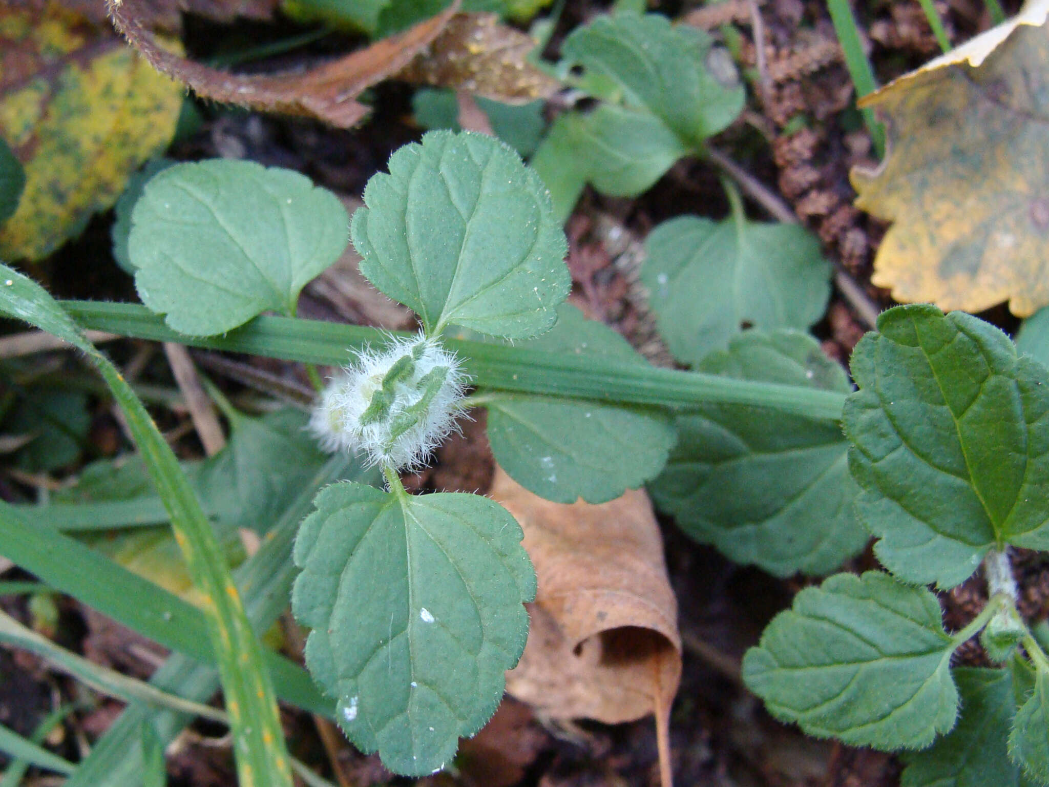 Jaapiella veronicae (Vallot 1827) resmi