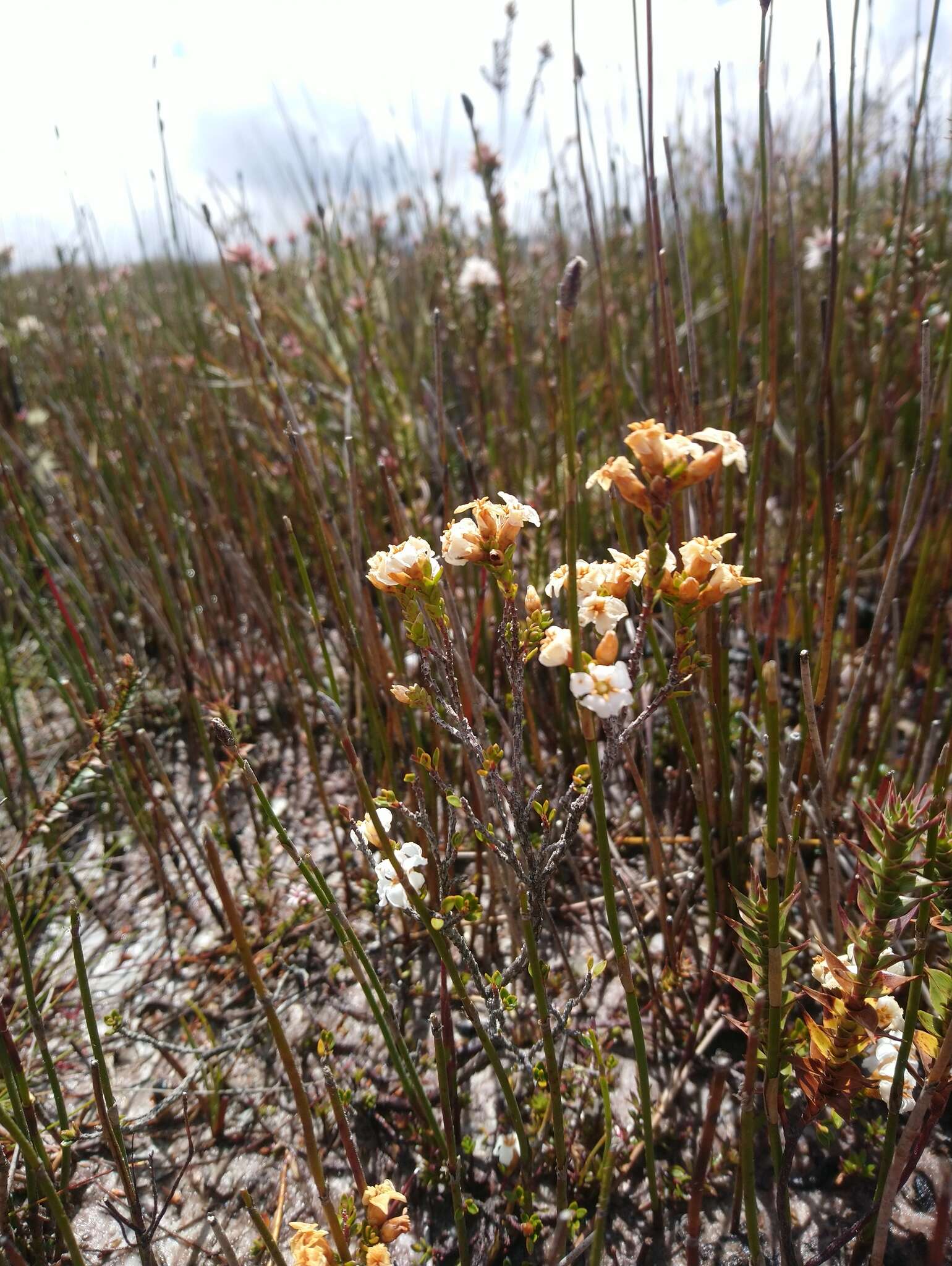 Plancia ëd Epacris corymbiflora J. D. Hook.