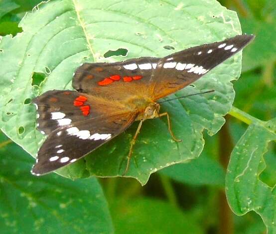 Image of Banded Peacock