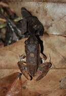 Image of Amazonian White-lipped Frog