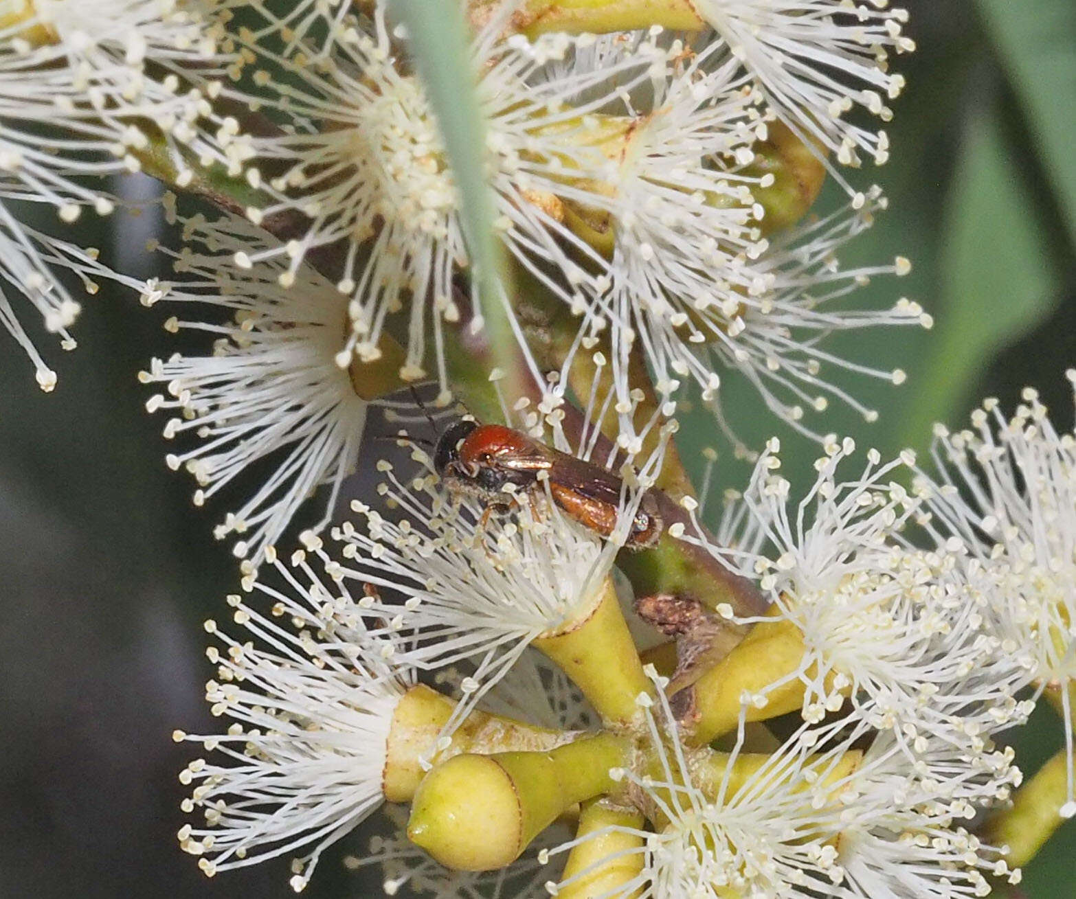 Image of Euryglossa adelaidae Cockerell 1905