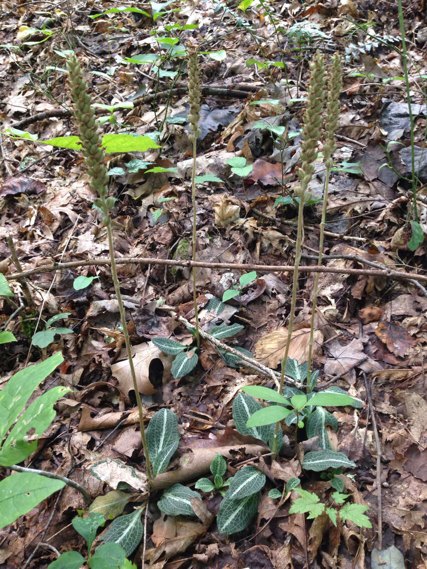 Image de Goodyera pubescens (Willd.) R. Br.