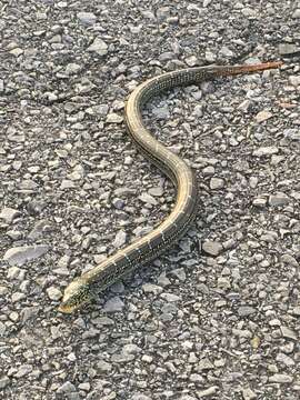 Image of Ophisaurus attenuatus longicaudus Mcconkey 1952