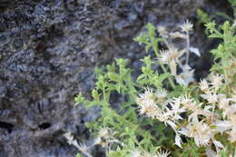 Image of brickellbush goldenweed