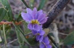 Image of Dampiera lanceolata var. intermedia M. T. M. Rajput & R. C. Carolin