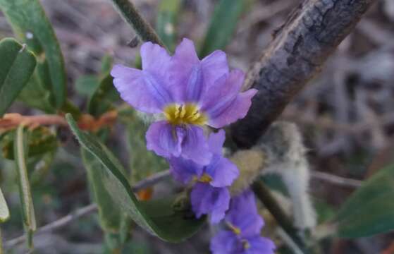 Image of Dampiera lanceolata var. intermedia M. T. M. Rajput & R. C. Carolin