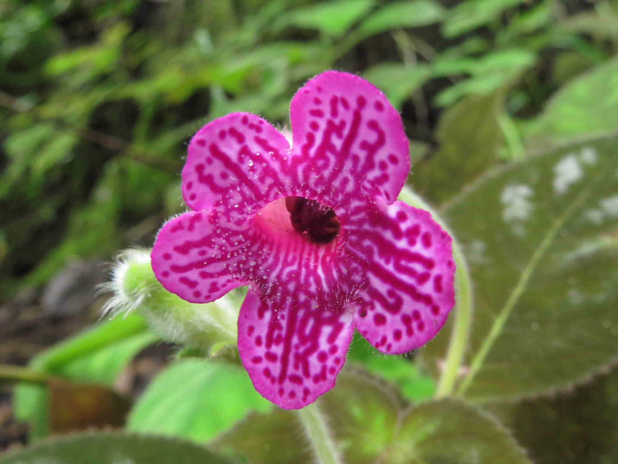 Imagem de Kohleria amabilis (Planch. & Linden) Fritsch