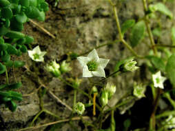Image of <i>Sedum alsinifolium</i>