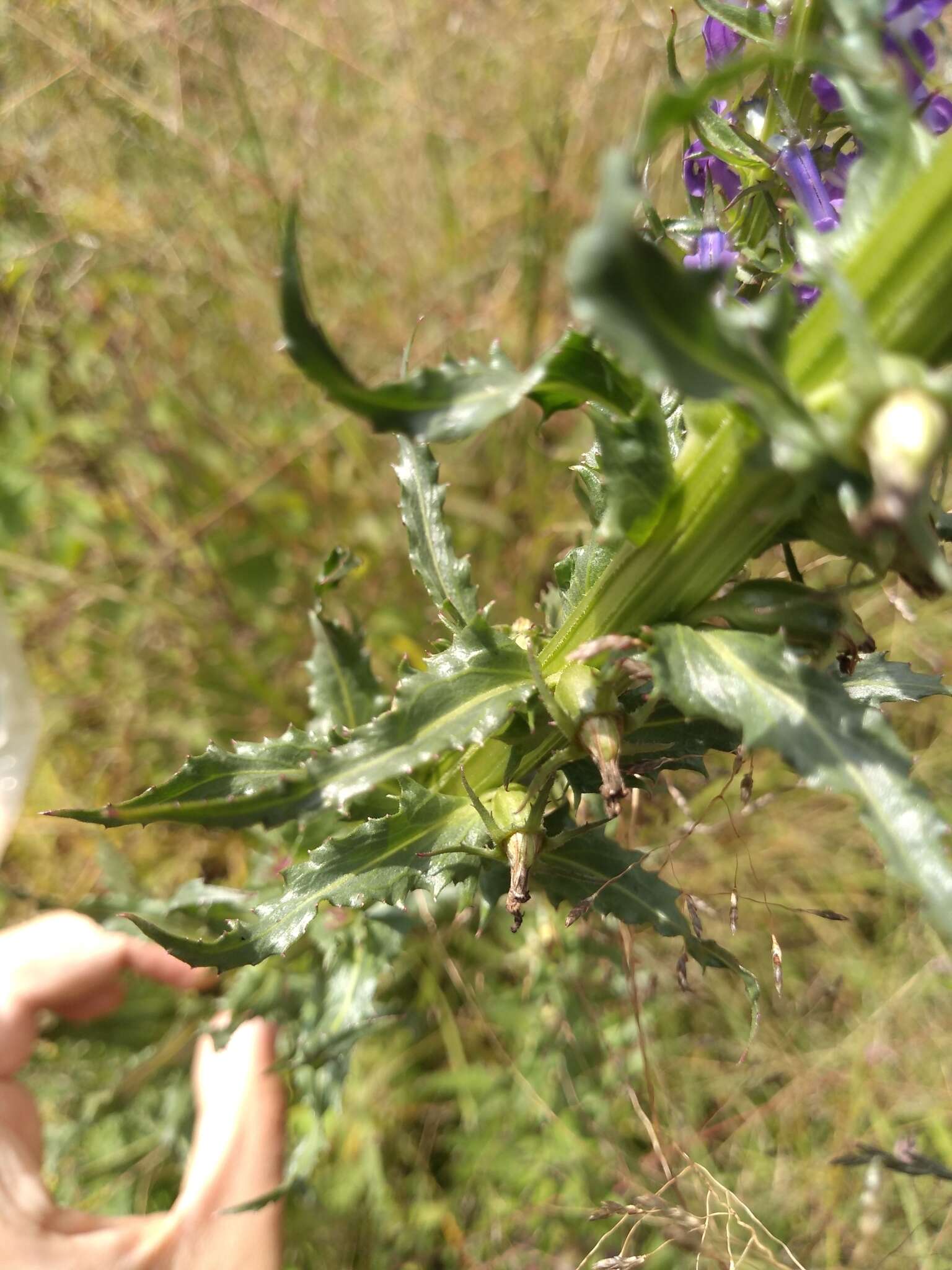 Image of Fringe-Leaf Lobelia