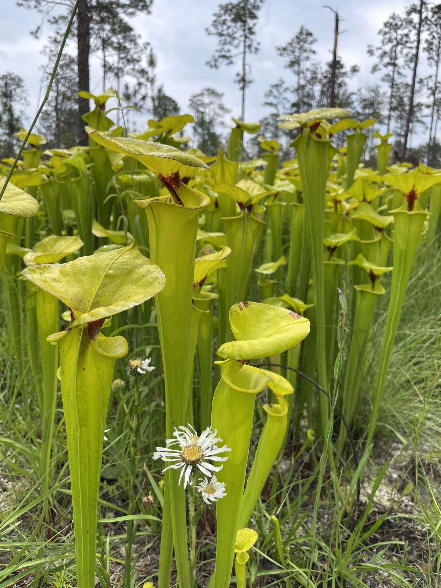 Image of Sarracenia flava var. rugelii (Shuttlew. ex DC.) Mast.