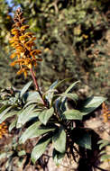 Imagem de Digitalis canariensis L.