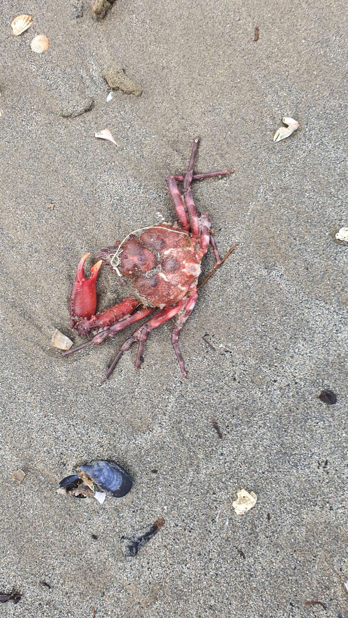 Image of rugose spider crab