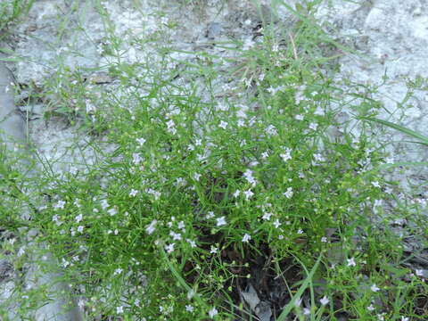 Image of diamond-flowers