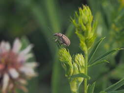 Polydrusus (Scythodrusus) piliferus Hochhuth 1847 resmi