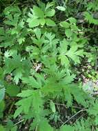 Image of Brown's waterleaf