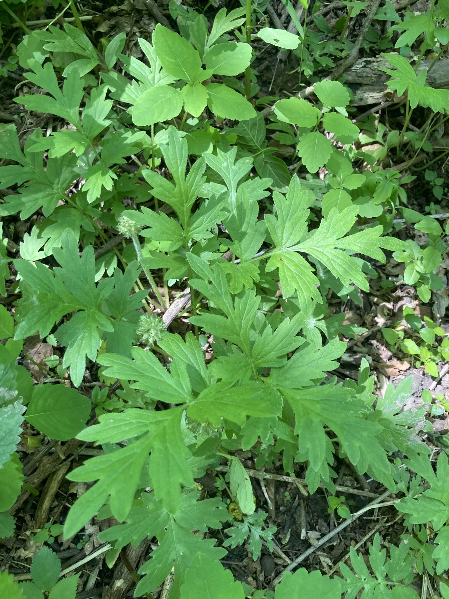 Image de Hydrophyllum brownei R. Kral & V. Bates