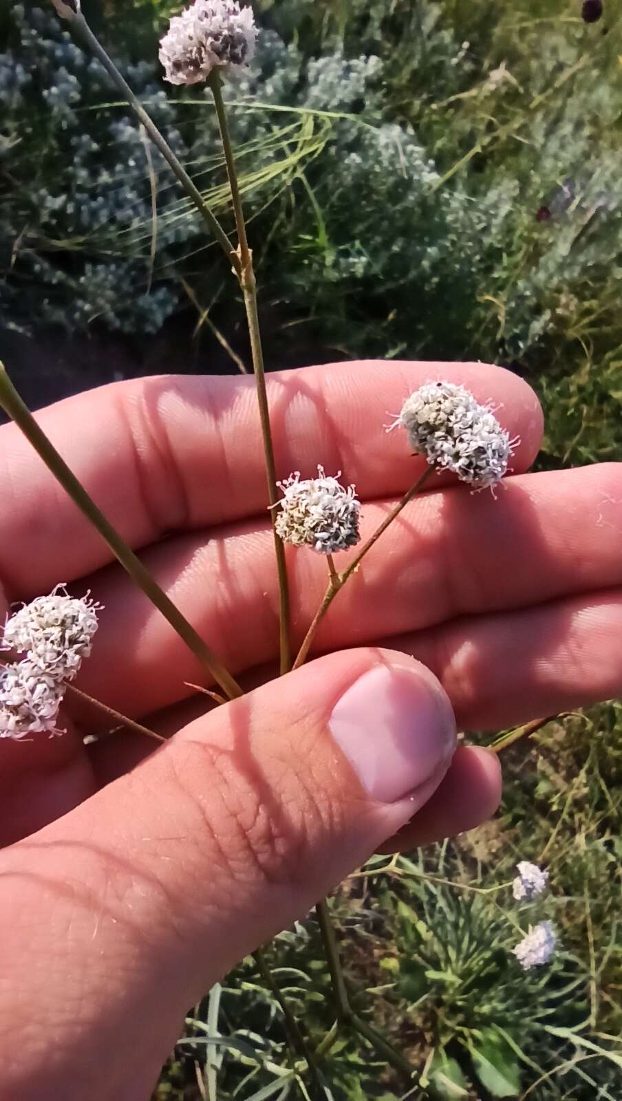 Слика од Gypsophila glomerata Pall. ex Bieb.