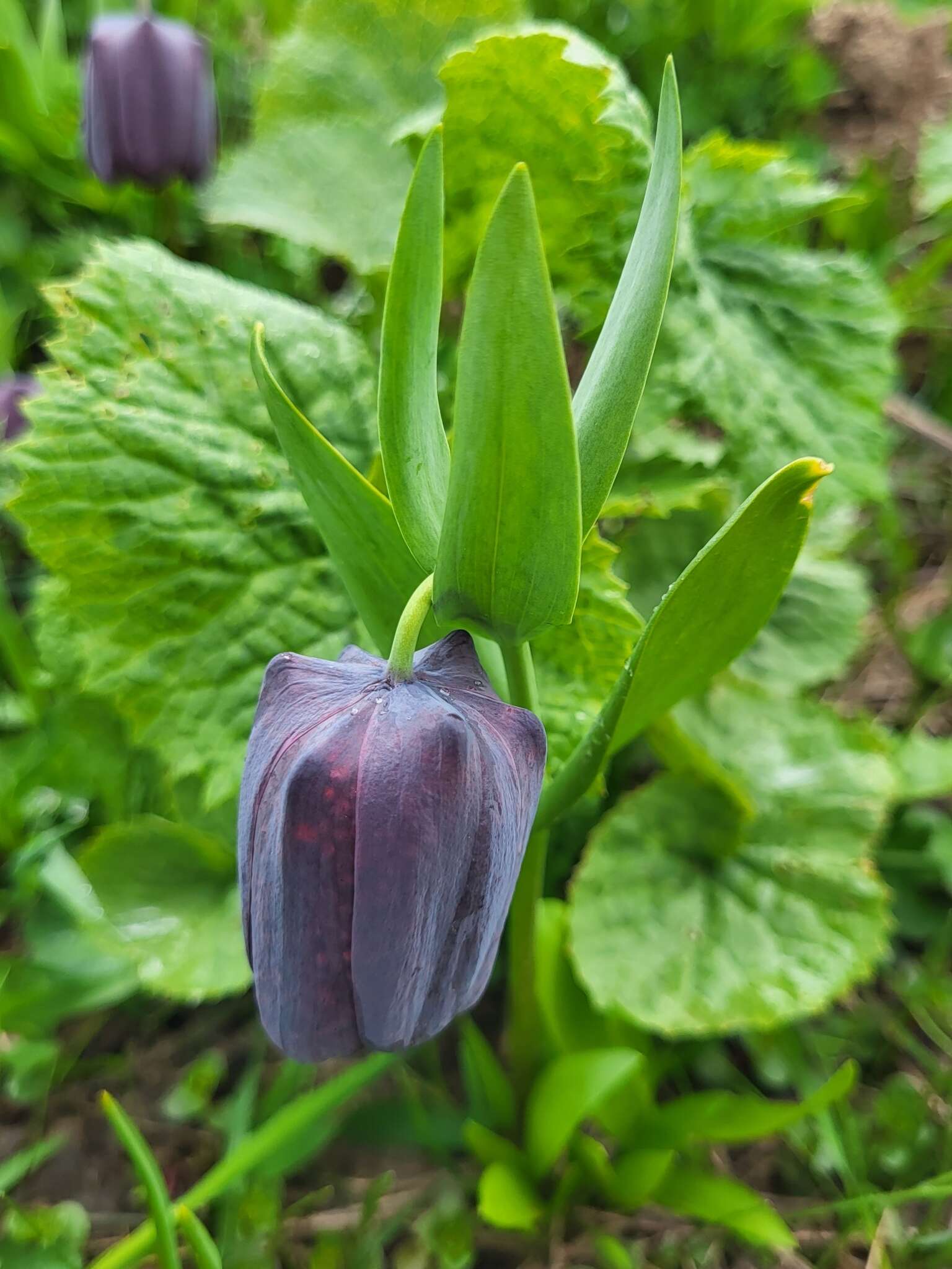 Image of Fritillaria latifolia Willd.