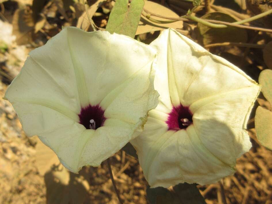 Plancia ëd Ipomoea cambodiensis Gagnep. & Courchet