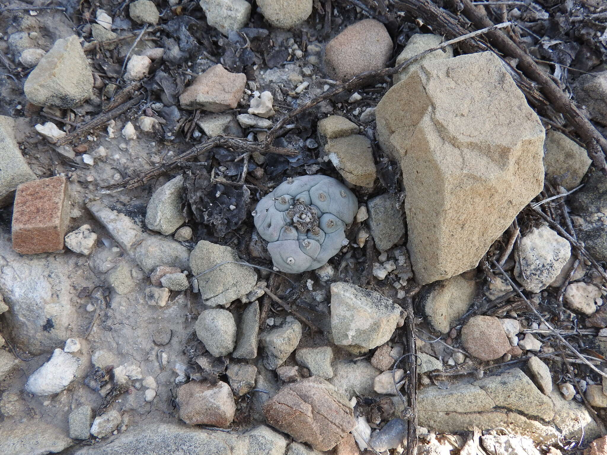 Image of lophophora