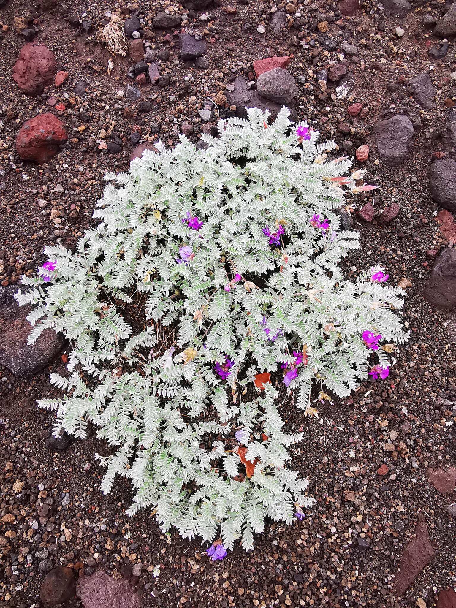 Image of Oxytropis exserta Jurtzev