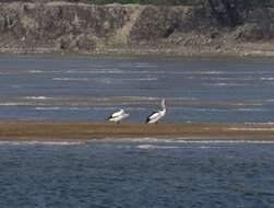 Image of Australian Pelican