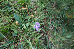 Image of Primula minima L.