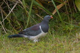 Image of Chatham Island pigeon