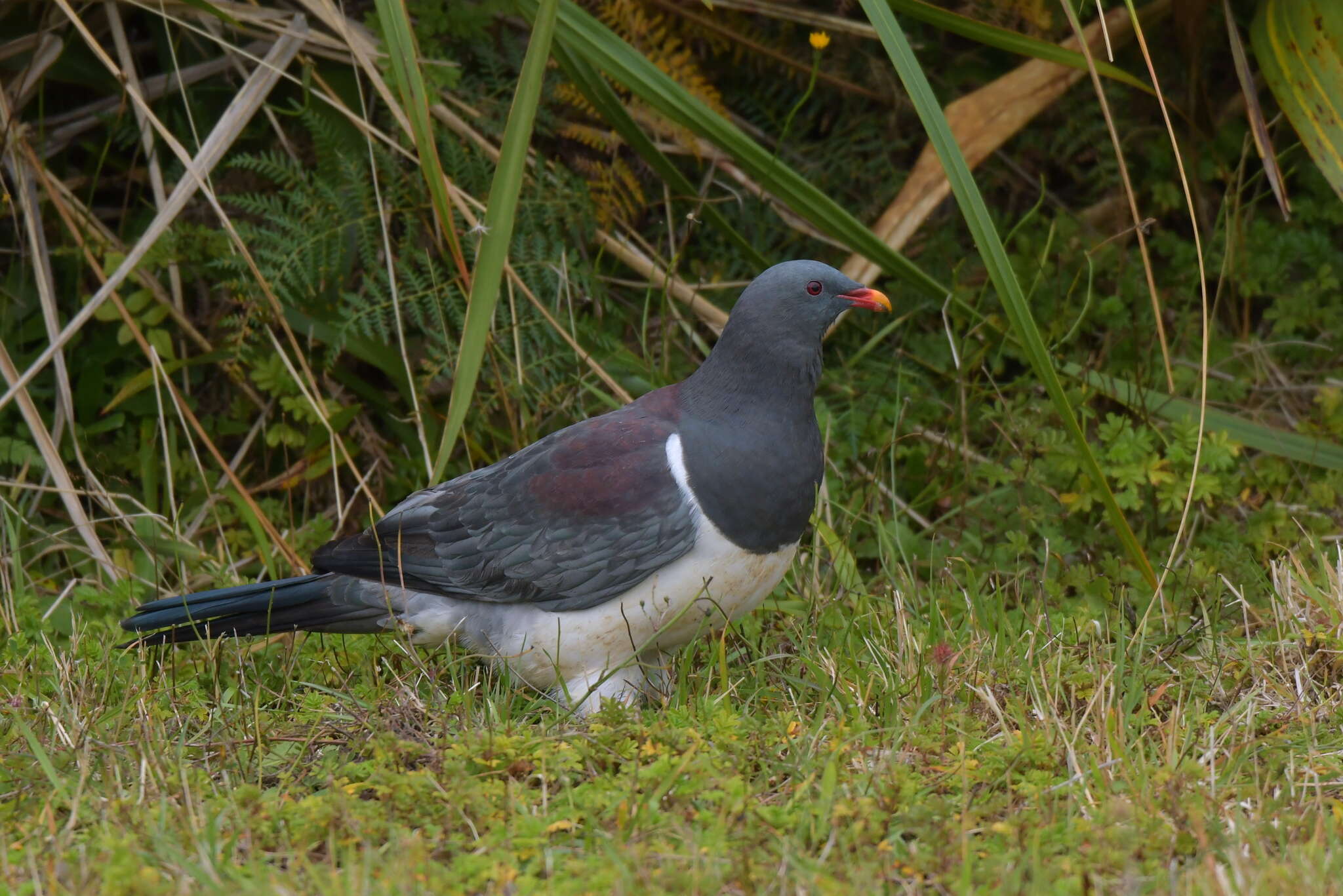 Image of Chatham Island pigeon